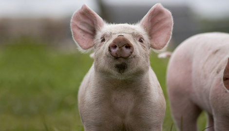 Schweine auf grüner Wiese. Quelle: © Tina Damster/Fotolia.com