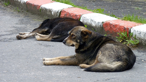 In Ländern, in denen Tollwut regulär vorkommt, sind Todesfälle beim Menschen meistens auf Bisse durch infizierte Hunde zurückzuführen. Quelle: © Kathrin - fotolia.com
