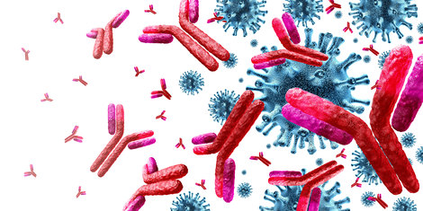 Antikörper und Coronaviren. Quelle:freshidea - stock.adobe.com