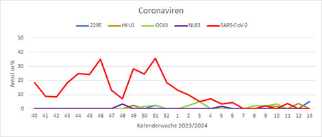 Abb. 10: Nachweise von SARS-CoV-2 und endemischen Coronaviren (229E, HKU1, OC43, NL63) von KW40 2023 bis jetzt (SARI-Sentinel). Quelle: RKI